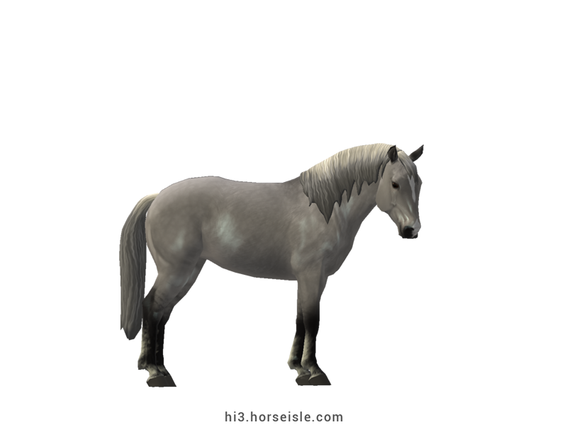 Andalutois Silvery Slate Grulla Silver Coat
